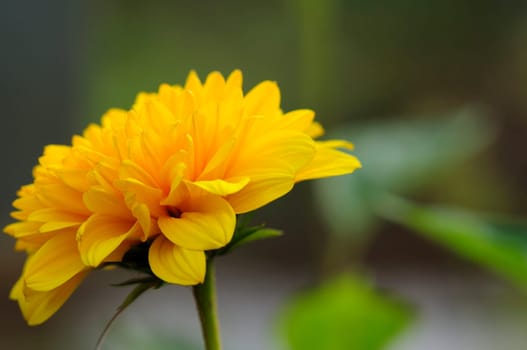Small sunflower