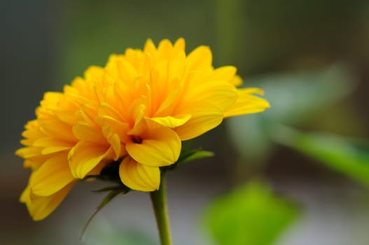 Small sunflower