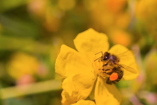 Macro shot of a beautiful honey bee with lots of details and copy space.
