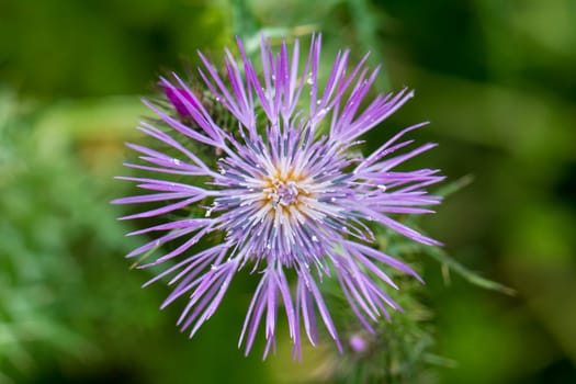 Close up view of the beautiful Mediterranean Thistle (Galactites tomentosa) flower.