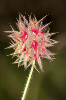 Close up view of the beautiful Starry Clover (Trifolium stellatum) flower.