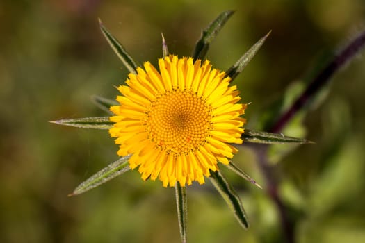 Close up view of the beautiful Starwort (Pallenis spinosa) flower.