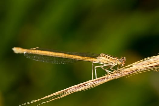 Close up view of the beautiful White Featherleg (Platycnemis latipes) damselfly insect.