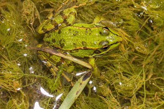 Close up view of the Edible Frog (Pelophylax esculentus) on a puddle.