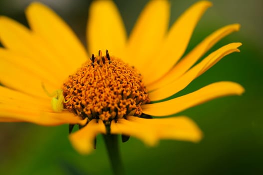 echinacea
