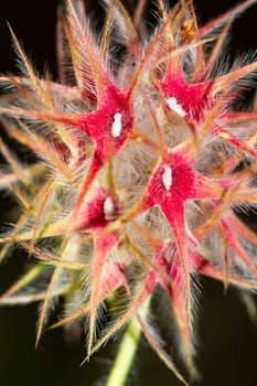 Close up view of the beautiful Starry Clover (Trifolium stellatum) flower.