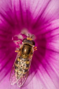 Close up view of Hoverfly (Scaeva selenitica) insect on top of flower.