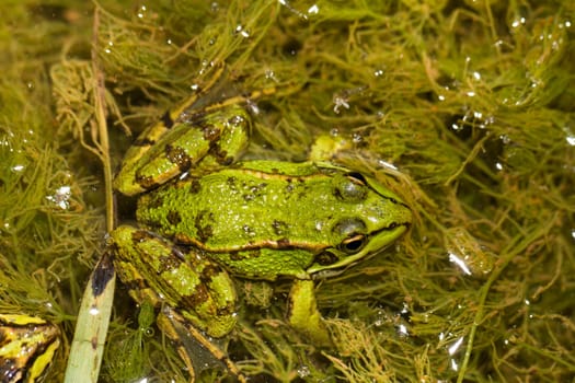 Close up view of the Edible Frog (Pelophylax esculentus) on a puddle.