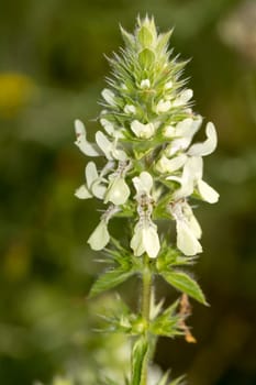 Close up view of the beautiful Italian Hedgenettle (Stachys ocymastrum) flower.