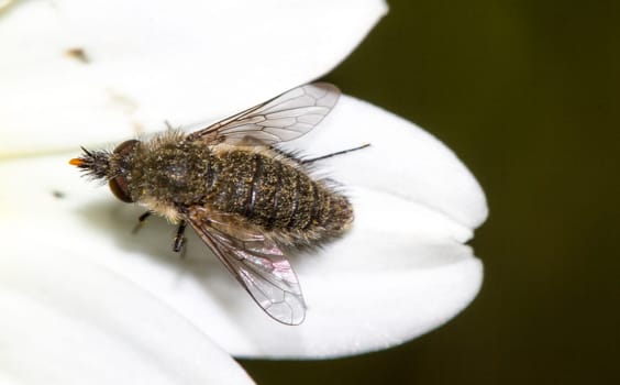 Close up view of a Bee Fly (Bombylisoma notatum) insect on top of flower.