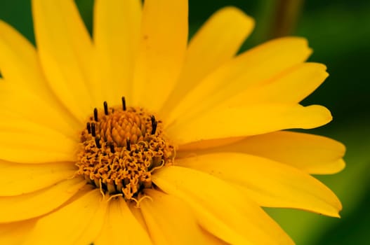echinacea