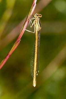 Close up view of the beautiful White Featherleg (Platycnemis latipes) damselfly insect.