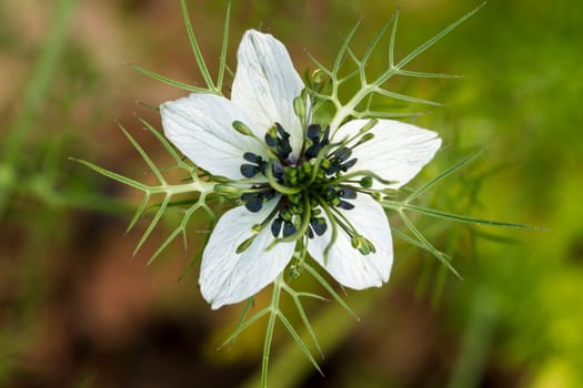 Close up view of the beautiful Love-in-a-mist (Nigella damascena) flower.