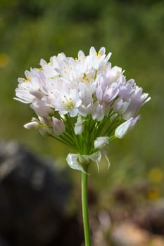 Close up view of the Rosy Garlic (Allium roseum) flower.