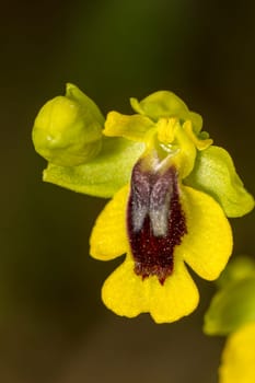 Close up view of the beautiful Yellow Bee Orchid (Ophrys lutea) flower.