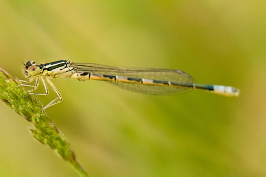 Close up view of the beautiful Goblet-marked Damselfly (Erythromma lindenii) damselfly insect.