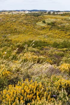 Beautiful spring view of Algarve countryside hills with yellow bushes and blue sky with white clouds located in Portugal.