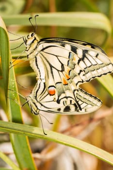 Close up view two beautiful Swallowtail (Papilio machaon) butterfly insects mating.