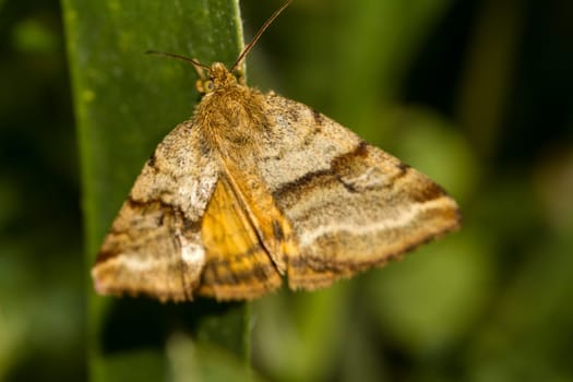 Close up view of a Goldwing (Synthymia fixa) nocturnal moth  insect.