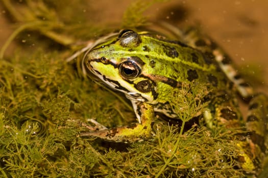 Close up view of the Edible Frog (Pelophylax esculentus) on a puddle.