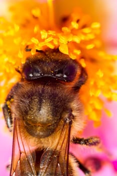 Close up view of an European honey bee (Apis mellifera) collecting nectar from a flower.