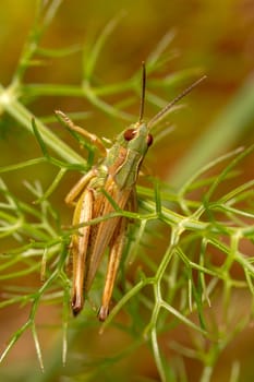 Close up view of the beautiful green grasshopper (Chorthippus apicalis).