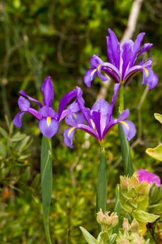 Close up view of the beautiful Spanish Iris (Iris xiphium) flower.