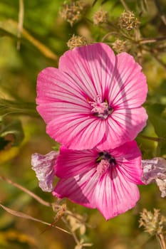 Close up view of the beautiful Annual Mallow (Lavatera trimestris) flower.