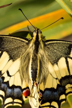 Close up view of the beautiful Swallowtail (Papilio machaon) butterfly insect.