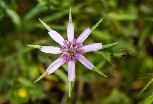 Close up view of the beautiful Tragopogon hybridus flower.
