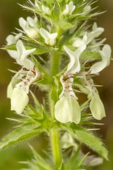 Close up view of the beautiful Italian Hedgenettle (Stachys ocymastrum) flower.