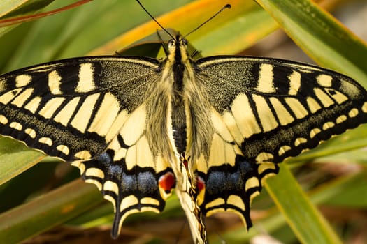 Close up view of the beautiful Swallowtail (Papilio machaon) butterfly insect.