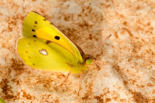 Close up view of the beautiful Clouded Yellow (Colias croceus) butterfly insect