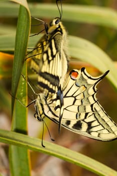 Close up view two beautiful Swallowtail (Papilio machaon) butterfly insects mating.