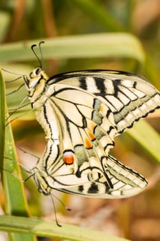 Close up view two beautiful Swallowtail (Papilio machaon) butterfly insects mating.