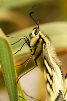 Close up view of the beautiful Swallowtail (Papilio machaon) butterfly insect.