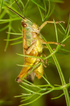 Close up view of the beautiful green grasshopper (Chorthippus apicalis).