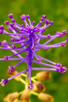 Close up view of the beautiful Tassel Grape Hyacinth (Muscari comosum) flower.