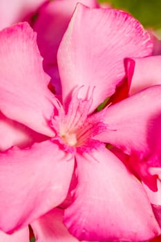 Close up view of Oleander Flowers (Nerium oleander).