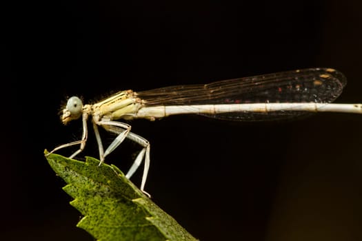 Close up view of the beautiful White Featherleg (Platycnemis latipes) damselfly insect.