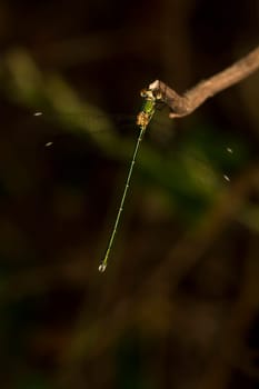 Close up view of the beautiful  Southern Emerald Damselfly (Lestes barbarus) insect.