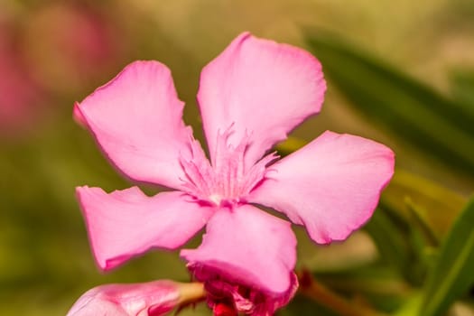 Close up view of Oleander Flowers (Nerium oleander).