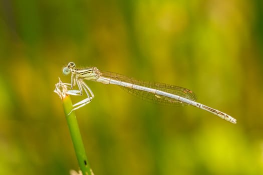 Close up view of the beautiful White Featherleg (Platycnemis latipes) damselfly insect.