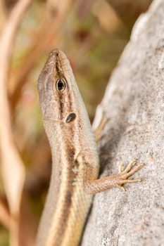 Close up view of the Algerian Psammodromus (Psammodromus algirus) lizard.