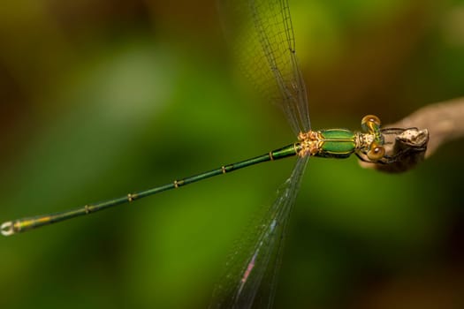 Close up view of the beautiful  Southern Emerald Damselfly (Lestes barbarus) insect.