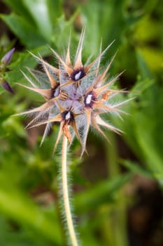 Close up view of the beautiful Starry Clover (Trifolium stellatum) flower.