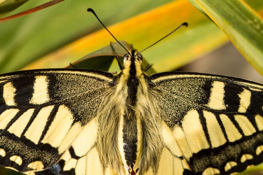 Close up view of the beautiful Swallowtail (Papilio machaon) butterfly insect.