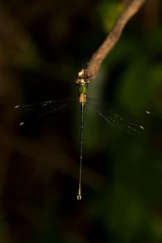 Close up view of the beautiful  Southern Emerald Damselfly (Lestes barbarus) insect.