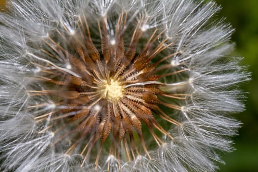 Close up view of the beautiful Dandelion (Taraxacum officinale) flower.