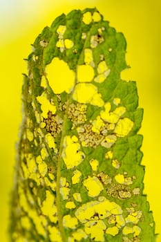Close up view of a leaf chewed by caterpillars.
